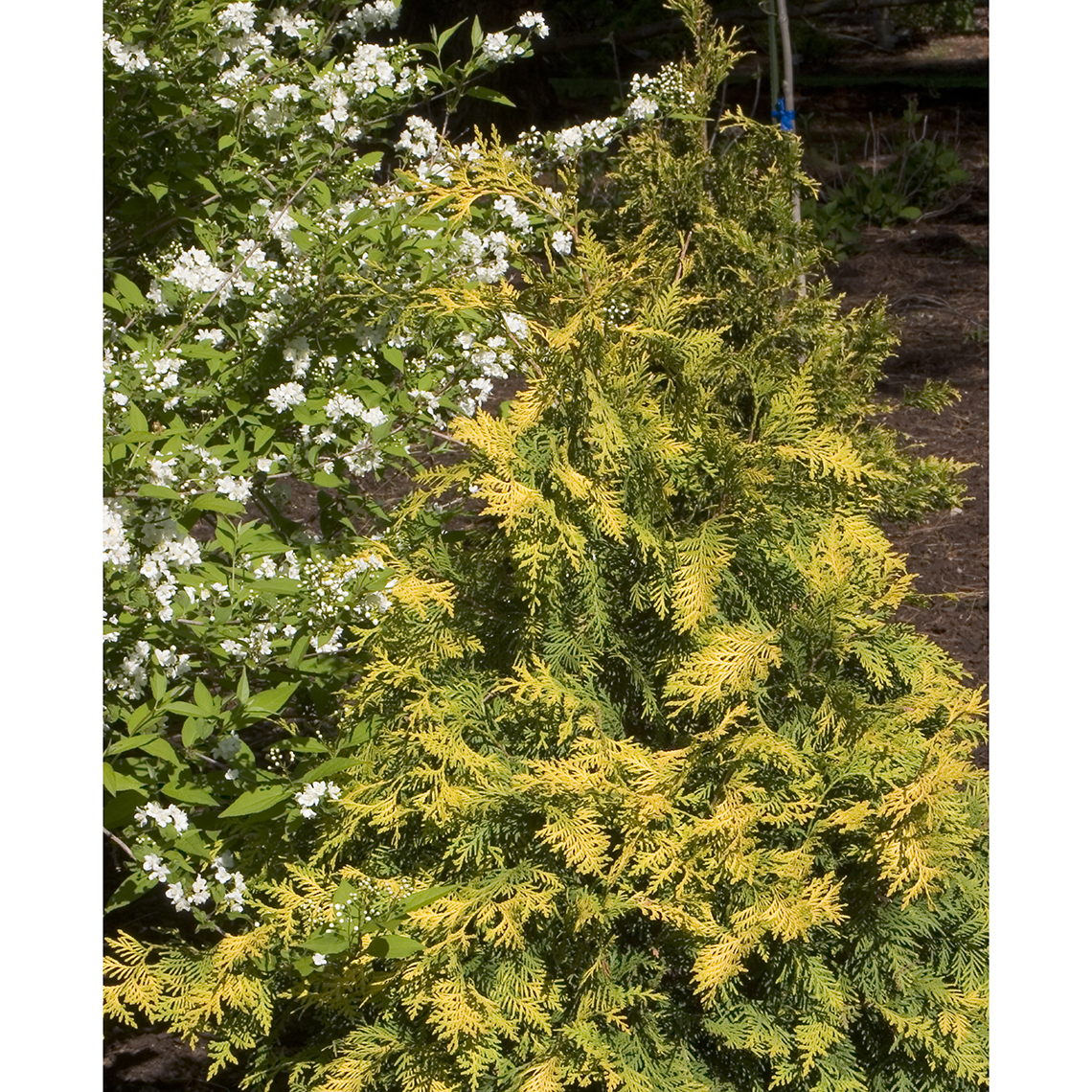 Techny Gold Thuja Spring Meadow Wholesale Liners Spring Meadow